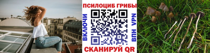 Купить  Туапсе  Псилоцибиновые грибы GOLDEN TEACHER 
